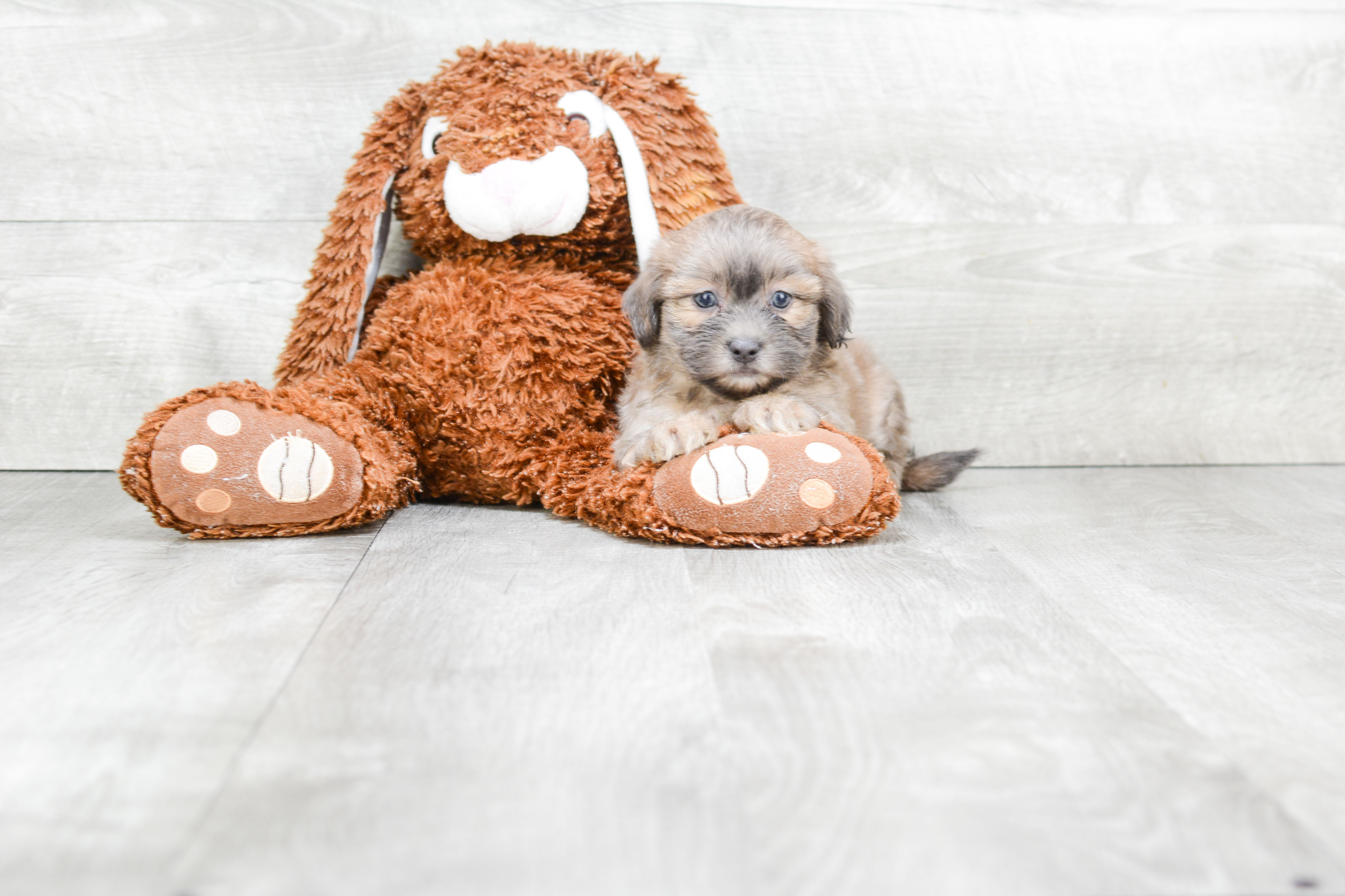 Teddy Bear Puppy for Adoption