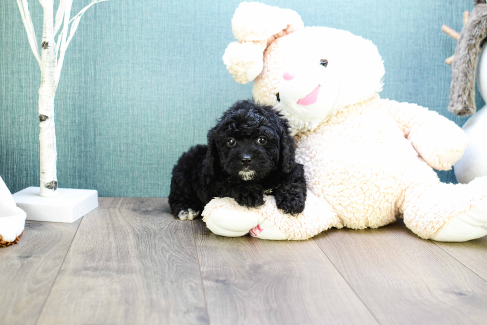 Best Cavapoo Baby