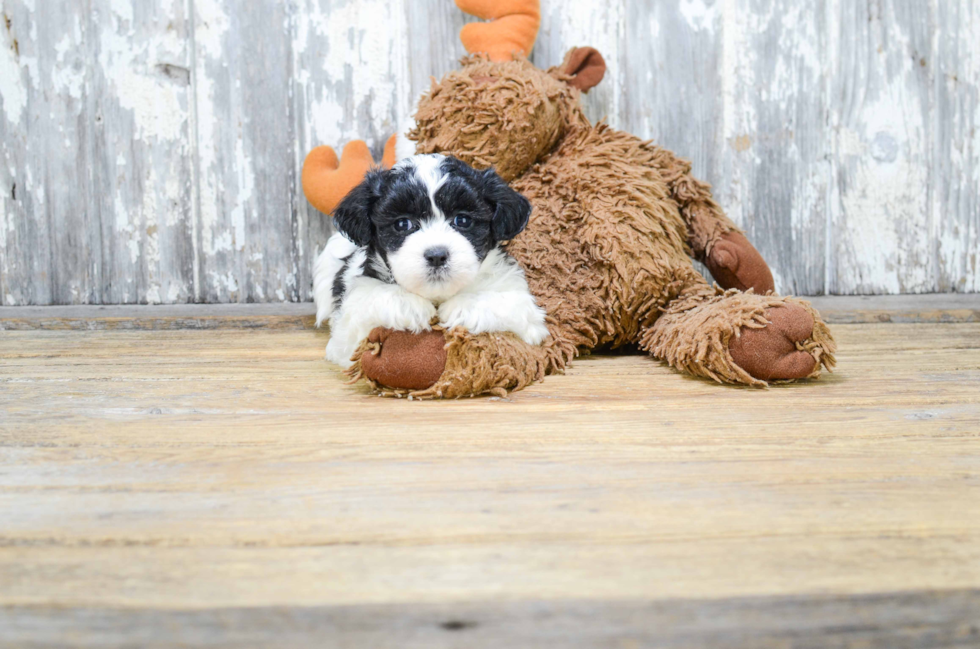 Sweet Teddy Bear Baby