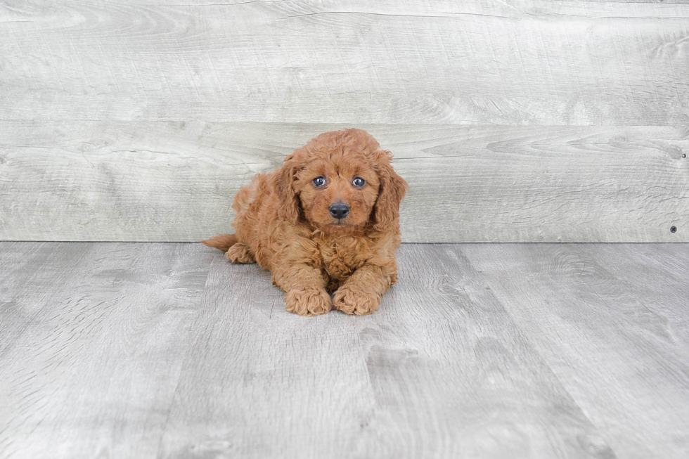 Happy Mini Goldendoodle Baby