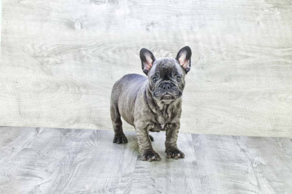 Little French Bulldog Baby