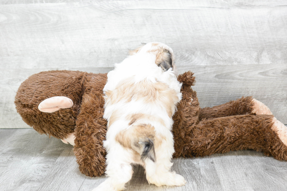 Teddy Bear Pup Being Cute