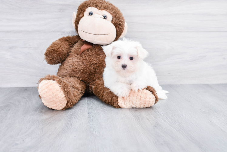 Sweet Maltese Purebred Puppy
