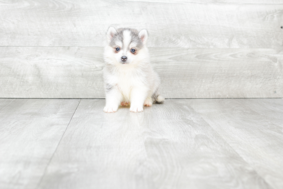 Petite Pomsky Designer Pup