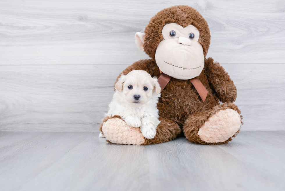 Maltipoo Pup Being Cute