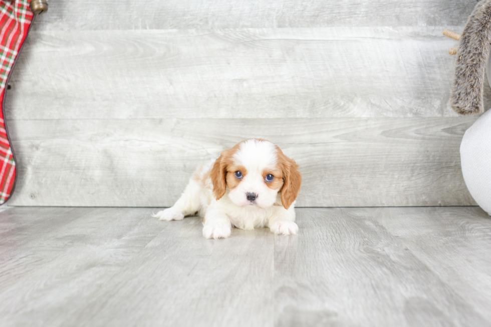 Funny Cavalier King Charles Spaniel Baby