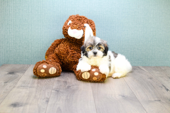 Teddy Bear Pup Being Cute