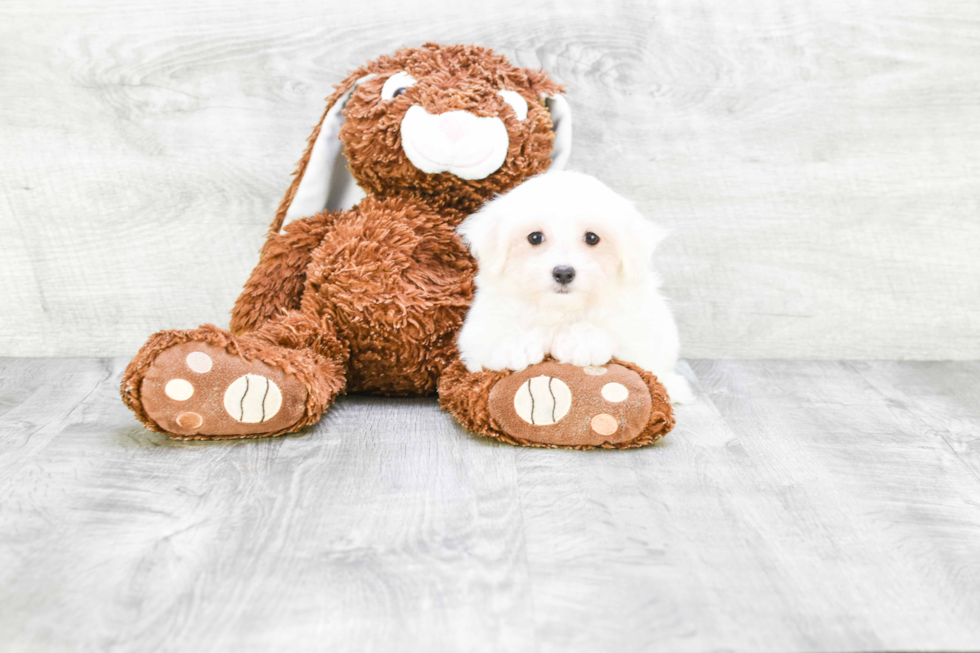 Maltese Pup Being Cute