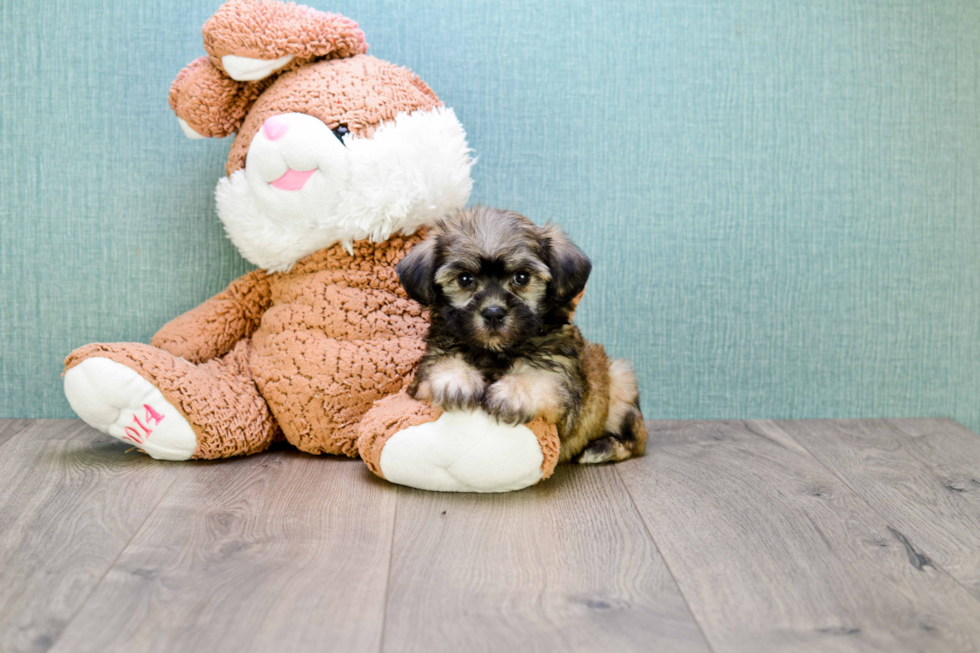 Best Havanese Baby