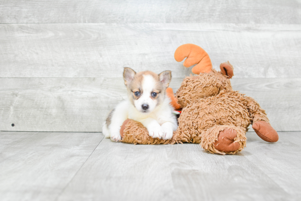 Pomsky Pup Being Cute