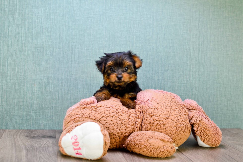 Meet Bella - our Yorkshire Terrier Puppy Photo 