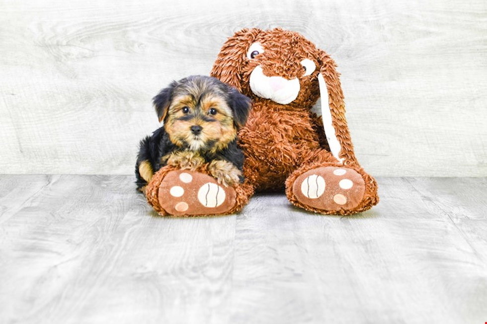 Meet Snickers - our Yorkshire Terrier Puppy Photo 