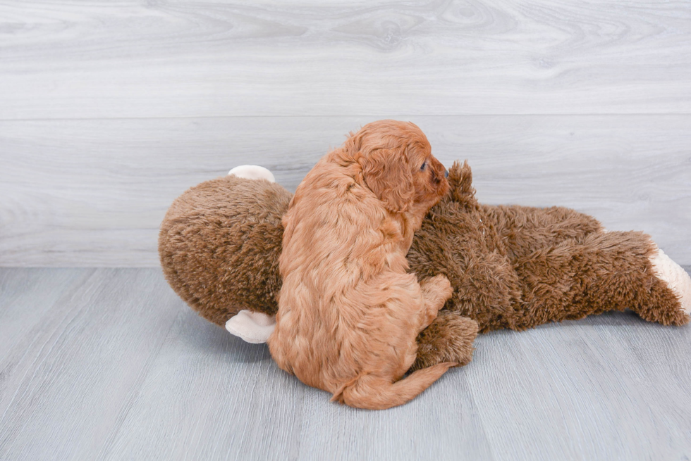 Funny Cavapoo Poodle Mix Pup