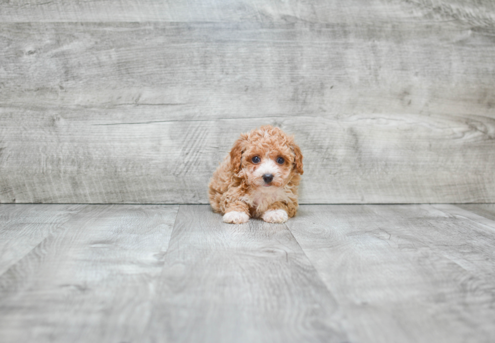 Funny Maltipoo Poodle Mix Pup