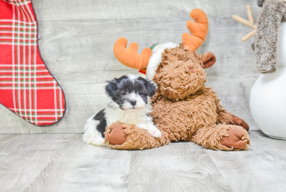 Havanese Pup Being Cute