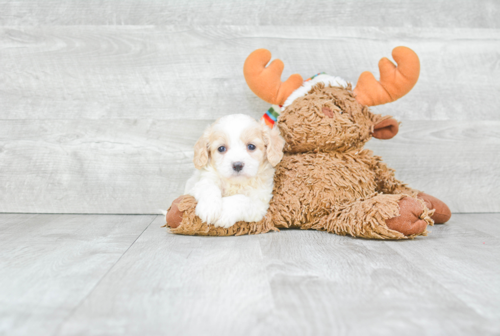 Cute Cavachon Baby