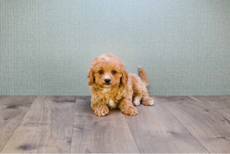 Funny Cavapoo Poodle Mix Pup