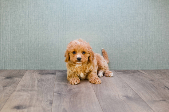 Funny Cavapoo Poodle Mix Pup