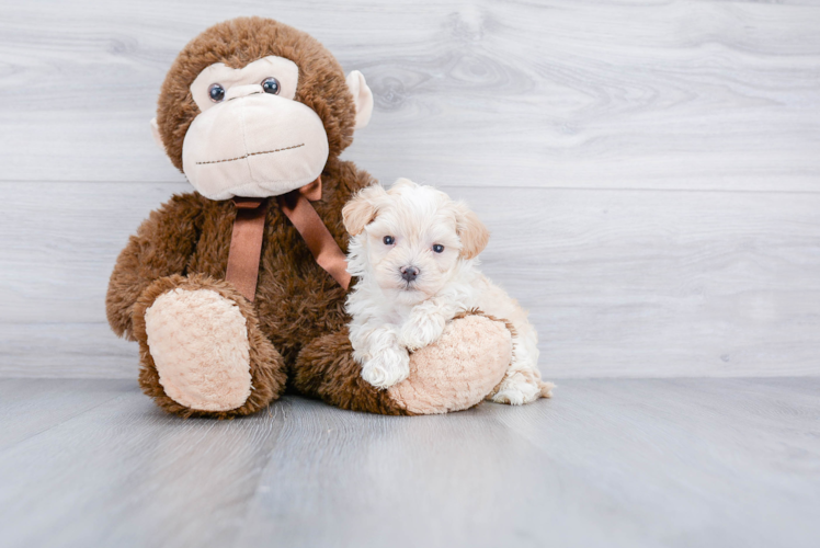 Maltipoo Puppy for Adoption