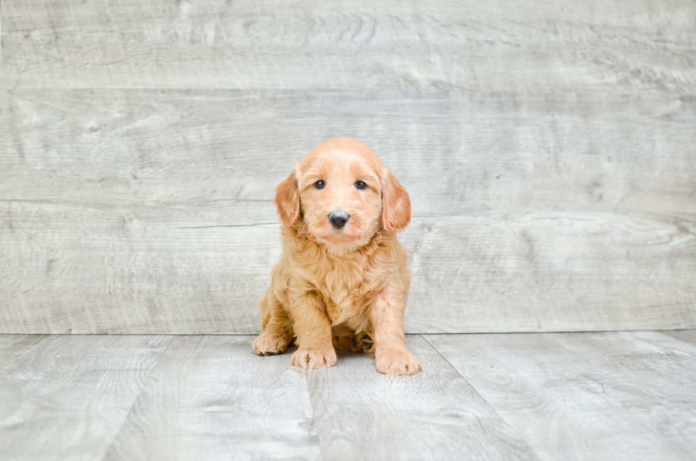 Best Mini Goldendoodle Baby