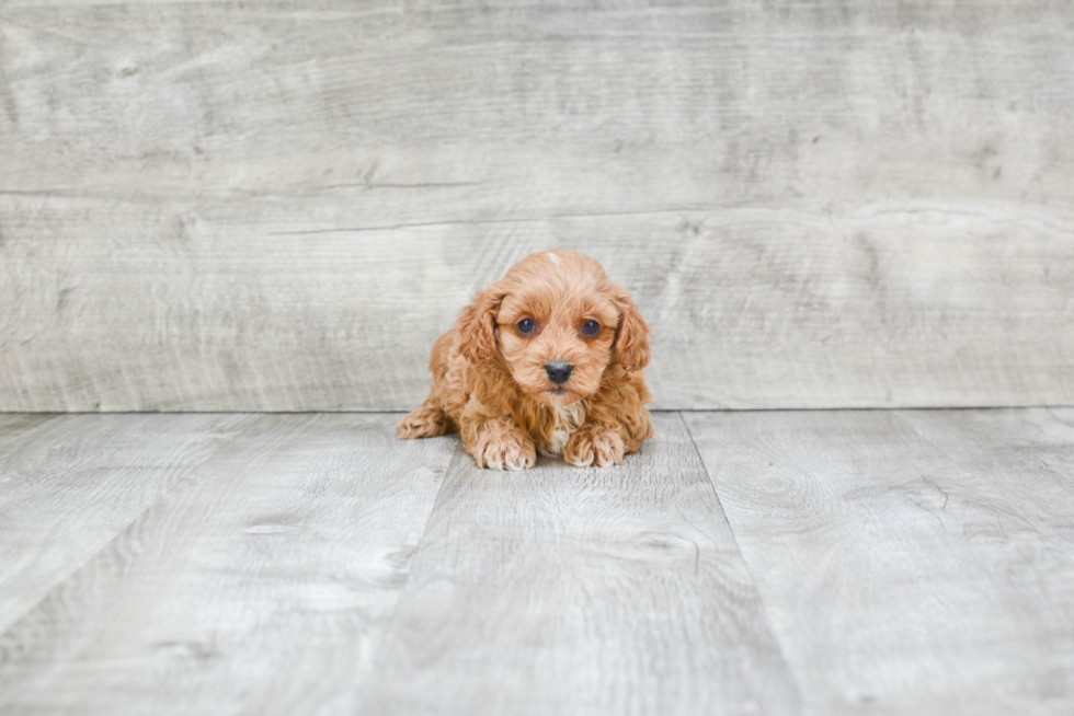 Best Cavapoo Baby