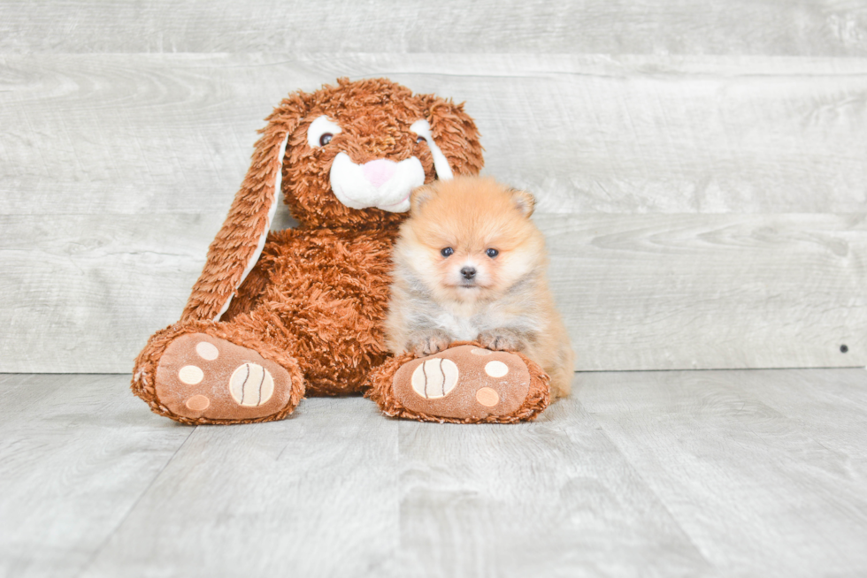 Akc Registered Pomeranian Baby