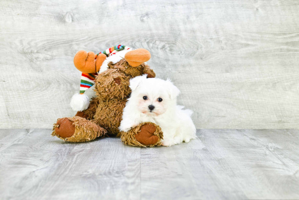 Sweet Maltese Purebred Puppy