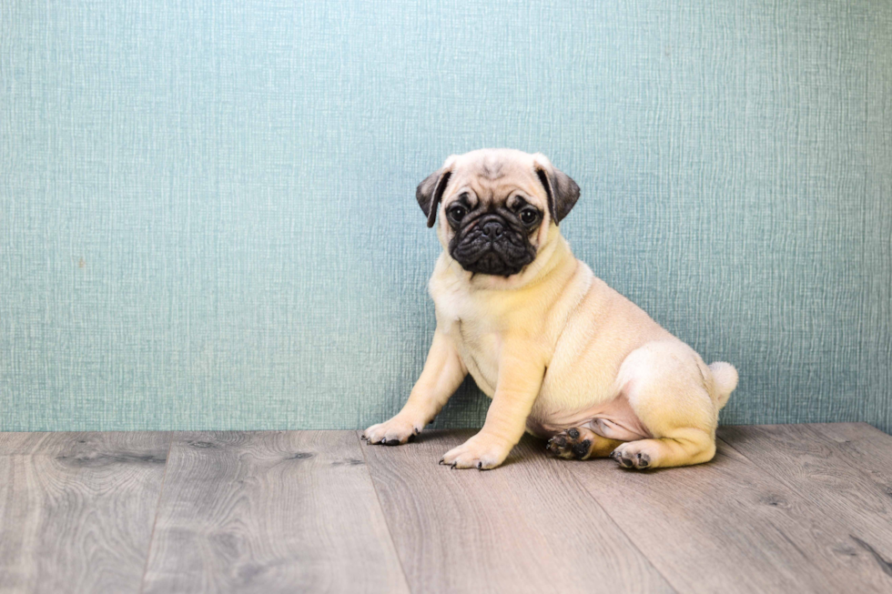 Energetic Pug Purebred Puppy