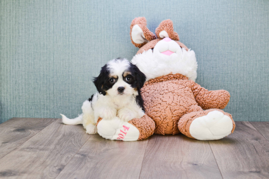 Best Cavachon Baby