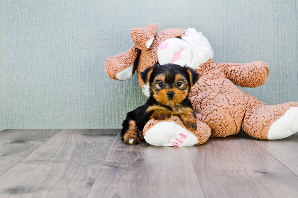 Meet Twinkle - our Yorkshire Terrier Puppy Photo 