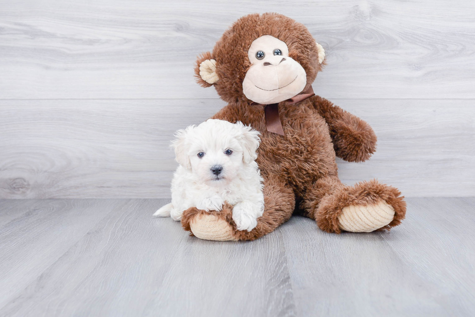 Maltipoo Puppy for Adoption