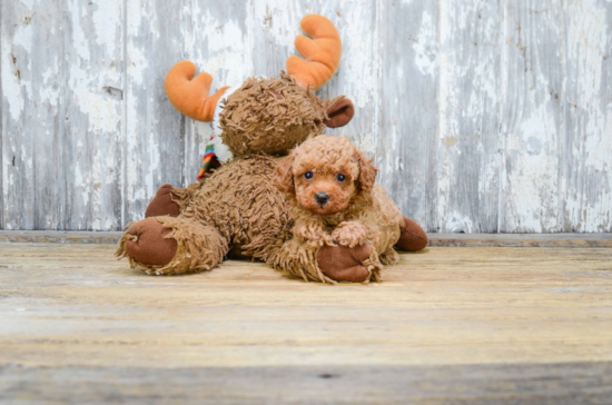 Friendly Poodle Baby