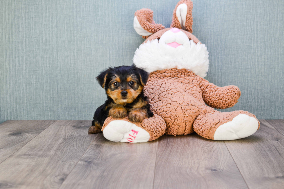Meet Jeremy - our Yorkshire Terrier Puppy Photo 