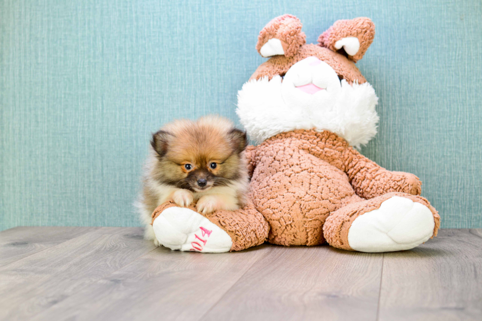 Best Pomeranian Baby