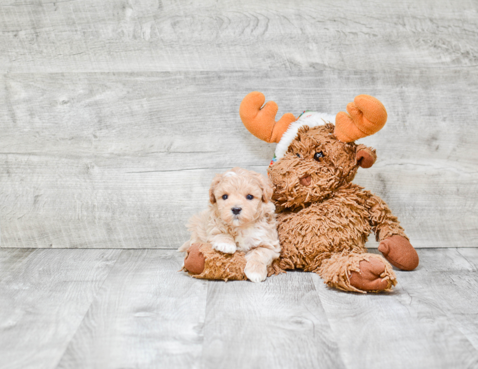 Maltipoo Pup Being Cute