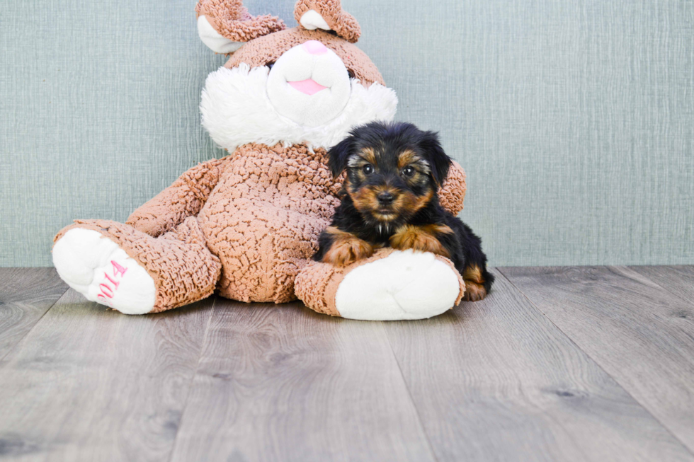 Meet Zoro - our Yorkshire Terrier Puppy Photo 
