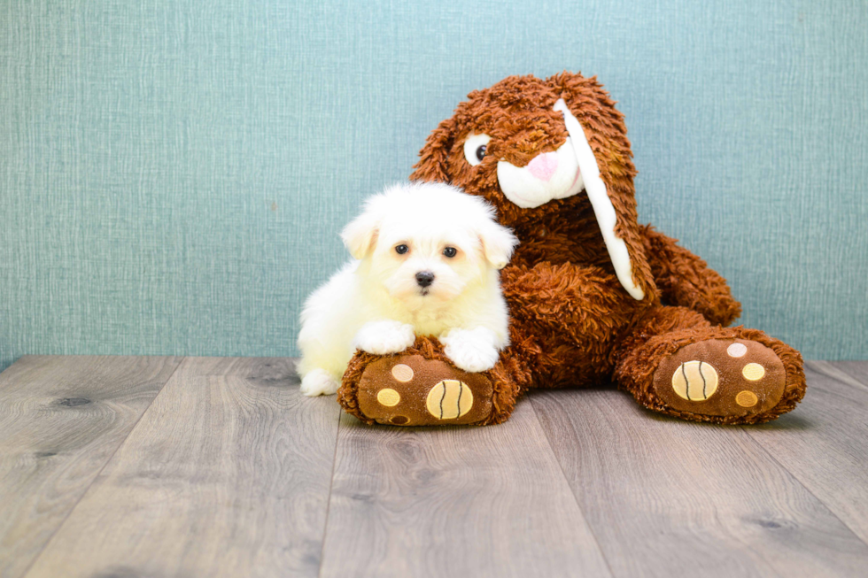 Maltese Pup Being Cute