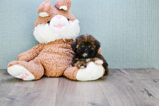 Adorable Shorkie Designer Puppy