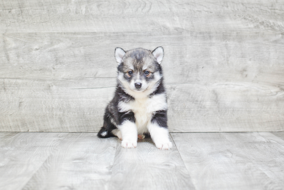 Best Pomsky Baby