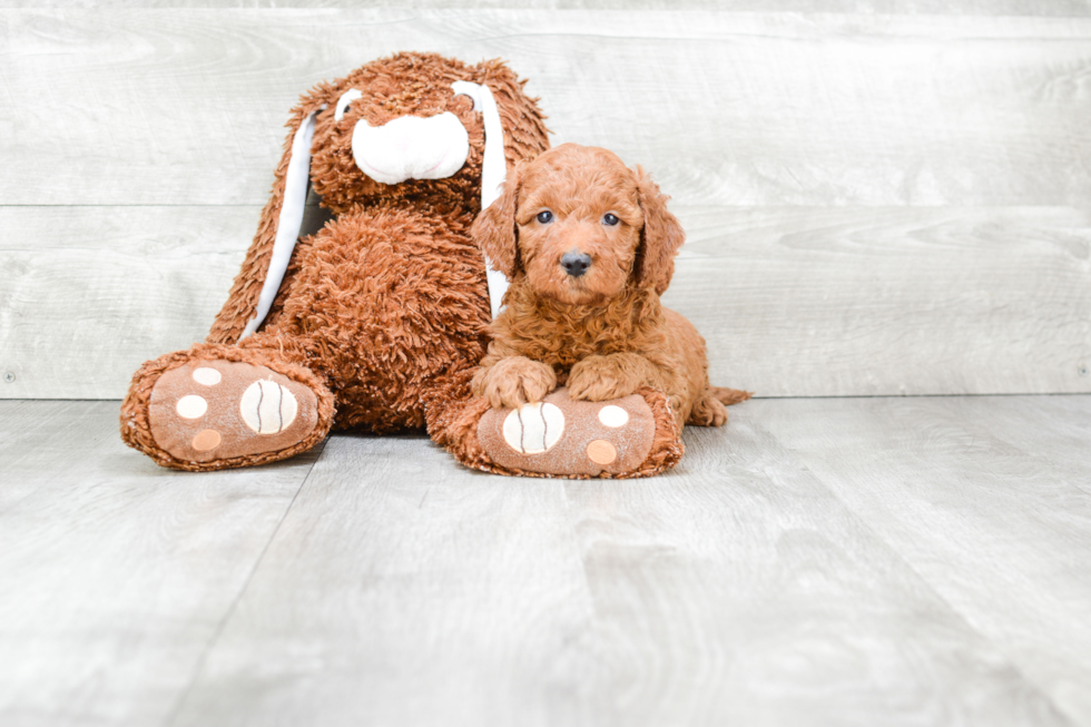 Fluffy Mini Goldendoodle Poodle Mix Pup