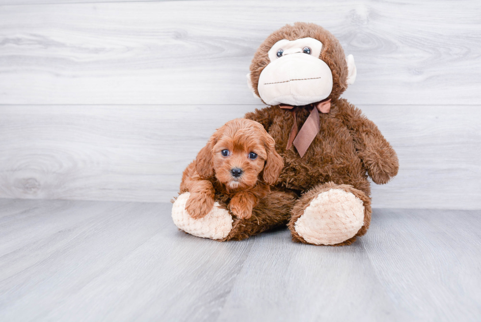 Cavapoo Pup Being Cute