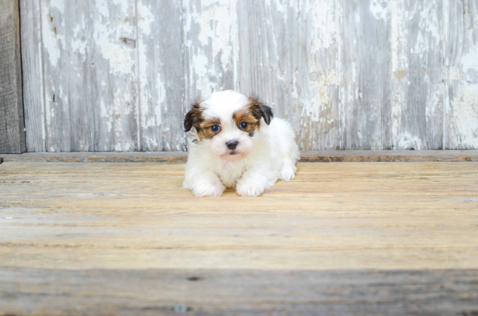 Fluffy Teddy Bear Designer Pup