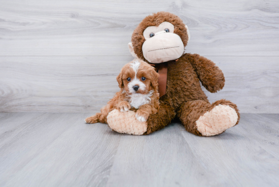 Playful Cavoodle Poodle Mix Puppy