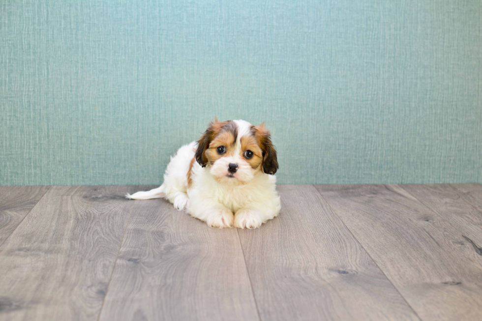 Small Cavachon Baby