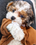 Happy Shih Poo Poodle Mix Pup