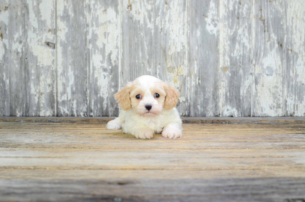 Adorable Cavalier Designer Puppy