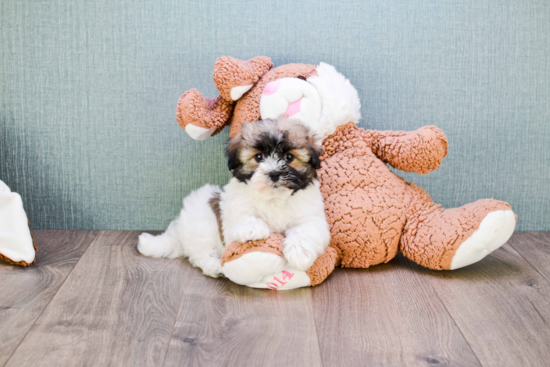 Playful Havanese Baby