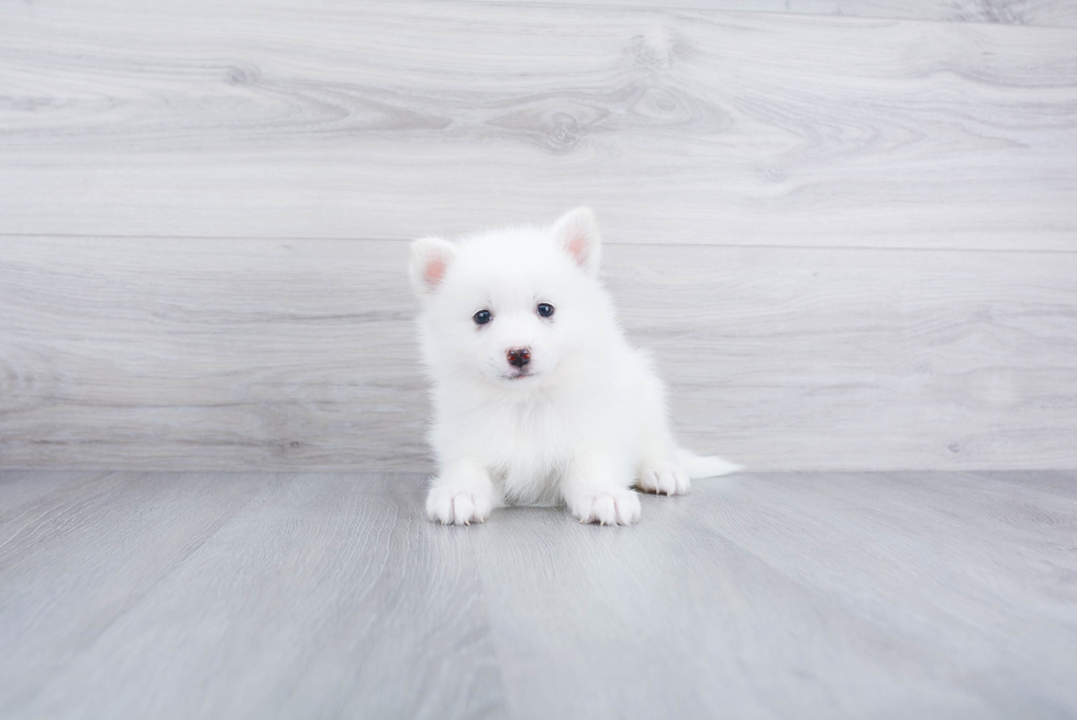 Pomsky Pup Being Cute