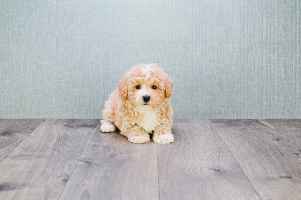 Maltipoo Puppy for Adoption