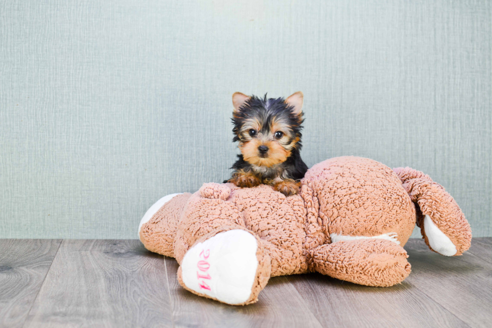 Meet Twinkle - our Yorkshire Terrier Puppy Photo 